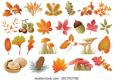 Autumn leaves and plants isolated set. Fallen leaves of different colors, acorn, chestnuts, walnuts, mushrooms, fir cones, rowan. Bundle of floral elements. Vector illustration in hand drawn design