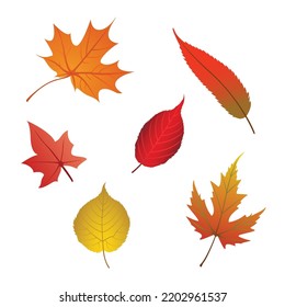 Autumn leaves premium vector illustration