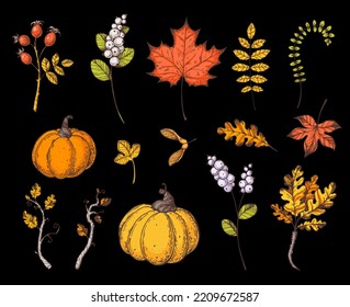 Autumn leaves and pumpkins collection. Hand drawn vector illustration. Autumn design elements. Cartoon style set.