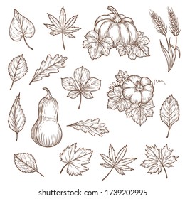 Autumn leaves and pumpkins isolated vector sketch icons. Fall foliage set of engraved maple, oak or birch and poplar, beech or elm and aspen autumn detailed tree leaves, engraving hand drawn sketch