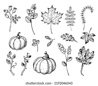 Autumn leaves and pumpkins sketch collection. Hand drawn vector illustration. Autumn design elements. Sketch style set. 