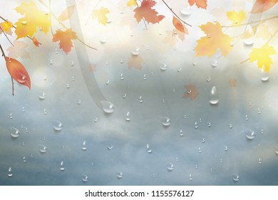 Autumn leaves for the rainy glass. Nature autumn background with Realistiac raindrops on the window, branch of maple leaves. Autumn season rainy weather design. Template for placards, banners, flyers.