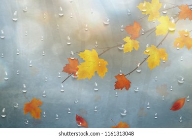 Autumn leaves for the rainy glass. Nature autumn background with Realistiac raindrops on the window, branch of maple leaves. Autumn season rainy weather design. Template for placards, banners, flyers.