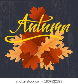 Autumn leaves. Red maple leaf and yellow oak leaf vector illustration on an isolated background. A symbol of autumn, harvest, herbaria, rains and falling leaves. Use as a silhouette as a logo ,a print