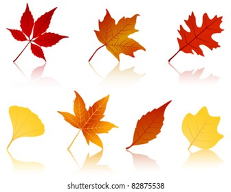 Autumn leaves with reflections.
