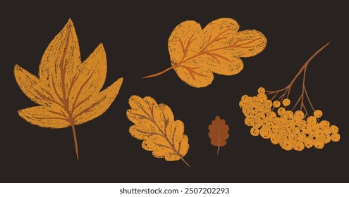 Autumn leaves and rowan berries branch. Fall orange chalk drawing collection oak, maple leaf. Pencil texture freehand childish foliage elements. Crayon textured kids isolated vector illustration 