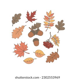 Autumn leaves rowanberry acorn vector clip-art set isolated on white. Fall plant hand drawn illustration collection. Happy Thanksgiving Day design elements