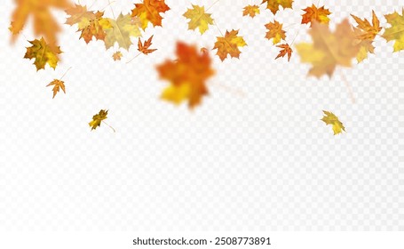 Autumn leaves are scattered randomly on a transparent background. Bright beautiful foliage. Autumn ornament. Vector for web design and illustrations.