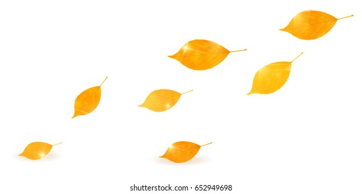 Autumn leaves scenery leaf background