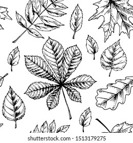 Autumn leaves seamless pattern isolated on white background. Hand drawn sketch vector illustration. Vintage line art