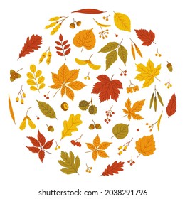 Autumn leaves and seeds set - maple, oak, acacia, linden, horse chestnut, poplar, ash, willow, hawthorn. Fall foliage in yellow, red, orange, green colors. Vector illustration on white background.