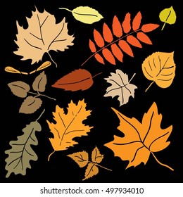 Autumn leaves. Set