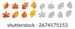 Autumn leaves set. Ash, Beech, Birch, Ginkgo, Maple, Oak, Poplar, Sycamore foliage collection. Botanical elements for natural floral design. Flat vector illustration isolated on white.