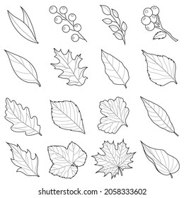 Autumn leaves set black and white. Linear drawing.Coloring book antistress for children and adults. Illustration isolated on white background.Zen-tangle style. Hand draw