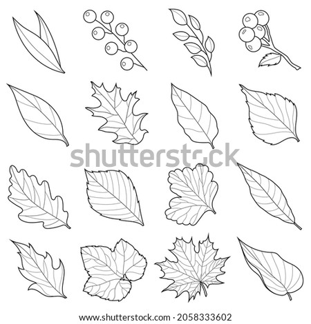 Autumn leaves set black and white. Linear drawing.Coloring book antistress for children and adults. Illustration isolated on white background.Zen-tangle style. Hand draw