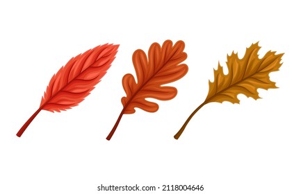 Autumn leaves set. Bright colorful fall foliage vector illustration