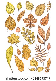 Autumn leaves, set of colored vector drawings.