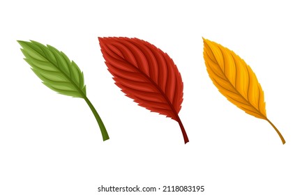 Autumn leaves set. Colorful fall foliage vector illustration