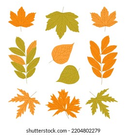 Autumn leaves set. Colorful fall silhouettes, maple ash birch tree yellow orange deep green foliage. Forest nature leafage elements. Season vector illustration.