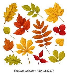Autumn leaves, a set of colorful autumn leaves, leaves of maple, aspen, strawberry, chestnut, oak, linden, raspberry, rowan, elderberry, autumn colors and shades