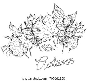 Autumn Leaves Set For Coloring Page Vector