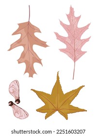 Hojas de otoño fijadas, hojas diferentes aisladas en fondo blanco