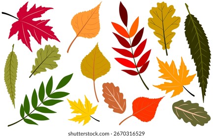 Autumn leaves set from different trees isolated on white background. Colored illustration flat design. Oak, poplar, maple leaf. Simple, yellow, red, orange green fall leaf set for pattern, banner	

