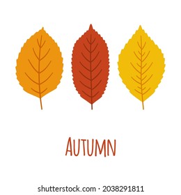 Autumn leaves set. Fall foliage in orange, red, yellow colors on white background. Template for greeting card, poster, flyer, leaflet, other designs. Vector illustration.