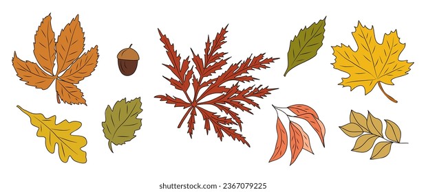 Hojas de otoño. Iconos de follaje de caída. Diseño moderno para tarjetas de felicitación de vacaciones de temporada, pegatinas, borde, pancartas. Ilustraciones vectoriales coloridas aisladas en fondo blanco.