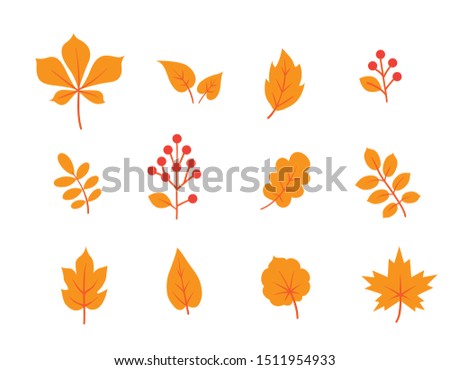 Autumn leaves set. Fall leaf and berries nature icons overwhite background.