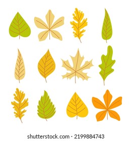 Autumn leaves set in green, yellow, orange colors. Simple cartoon flat style. Vector art isolated on white background.