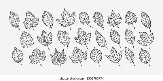 Autumn leaves set. hand drawn sketch vector illustration