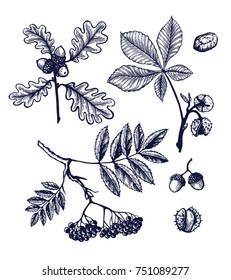 Autumn leaves set hand drawn Isolated vector illustration. Organic product for menu or packaging. Engraving. Oak, maple, acorn, rowan