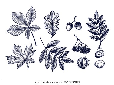 Autumn leaves set hand drawn Isolated vector illustration. Organic product for menu or packaging. Engraving. Oak, maple, acorn, rowan