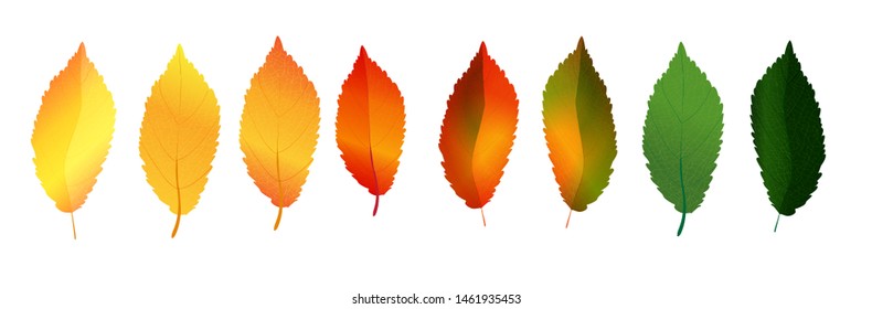 Autumn leaves set, isolated. Colorful autumn red, yellow and green leaves on white background, flat lay, top view. Vector illustration. 