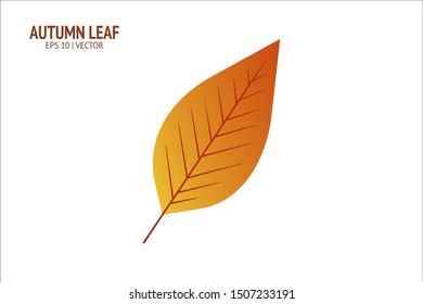 Autumn leaves set. Isolated leaf vector icon on white background. Colorful flat illustration can use for banner, flyer, textile, print, surface, fabric design