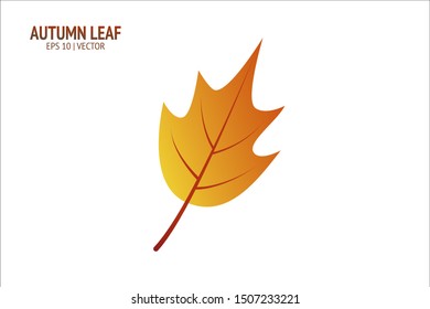 Autumn leaves set. Isolated leaf vector icon on white background. Colorful flat illustration can use for banner, flyer, textile, print, surface, fabric design