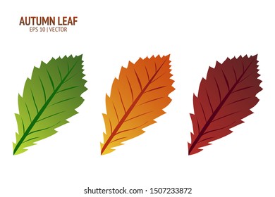 Autumn leaves set. Isolated leaf vector icon on white background. Colorful flat illustration can use for banner, flyer, textile, print, surface, fabric design