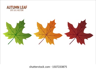 Autumn leaves set. Isolated leaf vector icon on white background. Colorful flat illustration can use for banner, flyer, textile, print, surface, fabric design