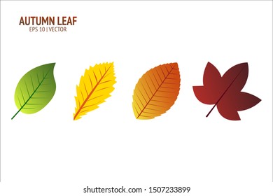Autumn leaves set. Isolated leaf vector icon on white background. Colorful flat illustration can use for banner, flyer, textile, print, surface, fabric design