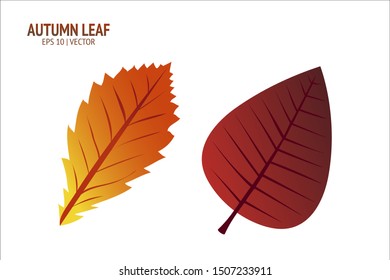 Autumn leaves set. Isolated leaf vector icon on white background. Colorful flat illustration can use for banner, flyer, textile, print, surface, fabric design