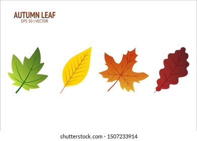 Autumn leaves set. Isolated leaf vector icon on white background. Colorful flat illustration can use for banner, flyer, textile, print, surface, fabric design
