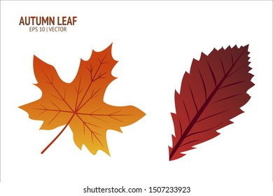 Autumn leaves set. Isolated leaf vector icon on white background. Colorful flat illustration can use for banner, flyer, textile, print, surface, fabric design
