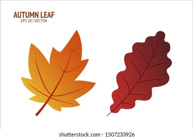 Autumn leaves set. Isolated leaf vector icon on white background. Colorful flat illustration can use for banner, flyer, textile, print, surface, fabric design