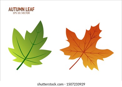 Autumn leaves set. Isolated leaf vector icon on white background. Colorful flat illustration can use for banner, flyer, textile, print, surface, fabric design