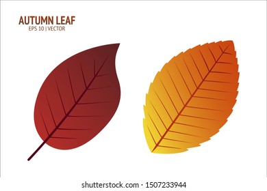 Autumn leaves set. Isolated leaf vector icon on white background. Colorful flat illustration can use for banner, flyer, textile, print, surface, fabric design