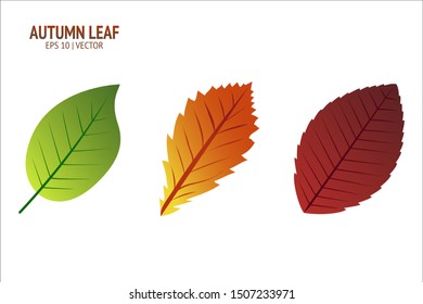 Autumn leaves set. Isolated leaf vector icon on white background. Colorful flat illustration can use for banner, flyer, textile, print, surface, fabric design