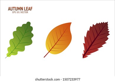 Autumn leaves set. Isolated leaf vector icon on white background. Colorful flat illustration can use for banner, flyer, textile, print, surface, fabric design