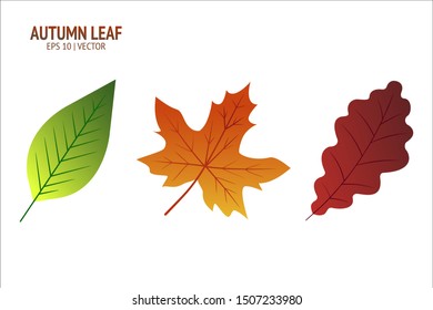Autumn leaves set. Isolated leaf vector icon on white background. Colorful flat illustration can use for banner, flyer, textile, print, surface, fabric design