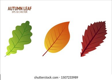 Autumn leaves set. Isolated leaf vector icon on white background. Colorful flat illustration can use for banner, flyer, textile, print, surface, fabric design